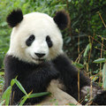 Giant Panda Breeding Research Center