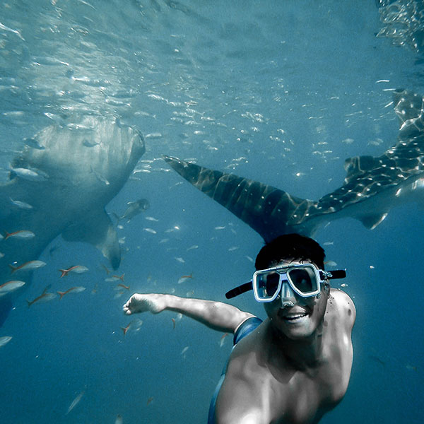 Snorkel With Whale Sharks
