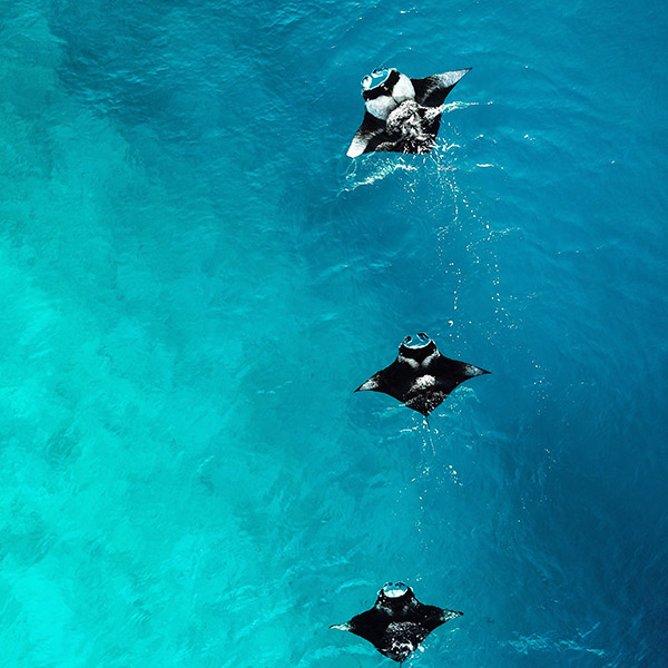 Snorkel With Manta Rays